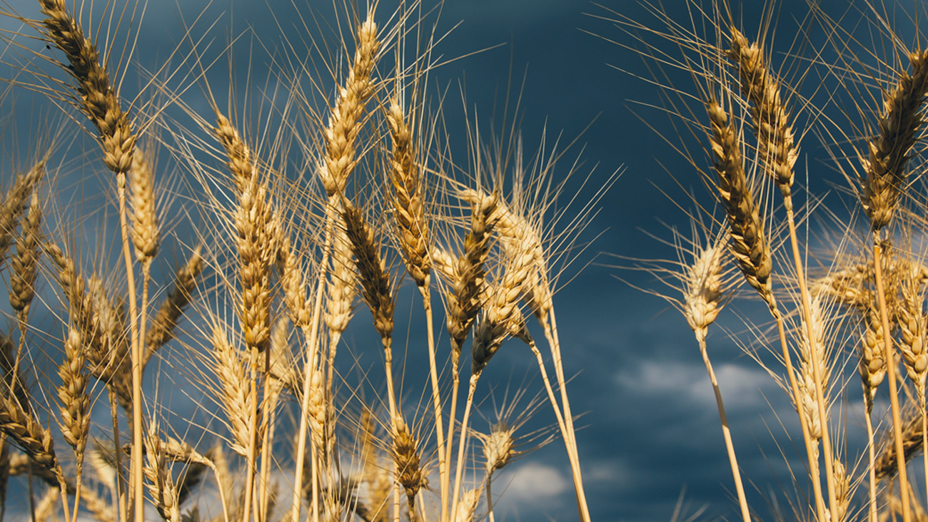 Golden wheat stalks sway gently against a dark, moody sky, capturing a sense of impending weather. The spikes of the wheat stand out sharply, illustrating contrast between natures abundance and the looming clouds above.