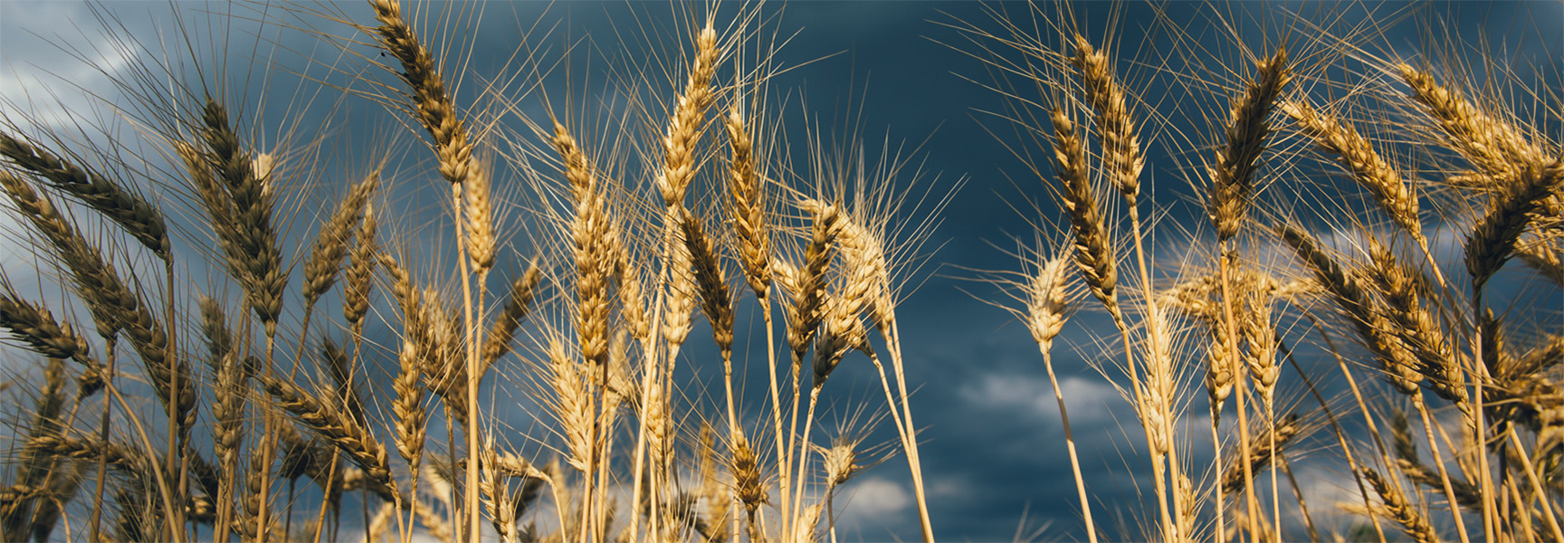 Golden wheat stalks sway against a dark, stormy sky. The contrast between the illuminated wheat and the ominous clouds creates a dramatic, atmospheric scene.